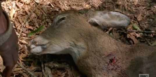 The Walking Dead Easter Egg