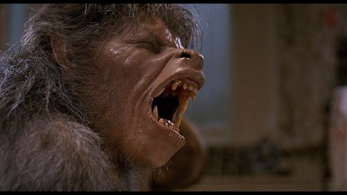 an-american-werewolf-in-london-wolf0