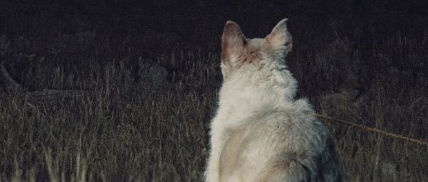 It Comes at Night Review